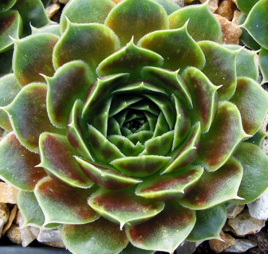 Giuseppi Spiny / Jovi