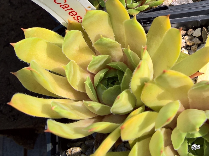 Green Caressa