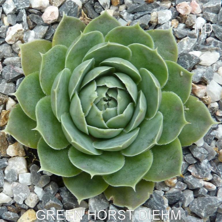 Green Horst Diehm / Jovi