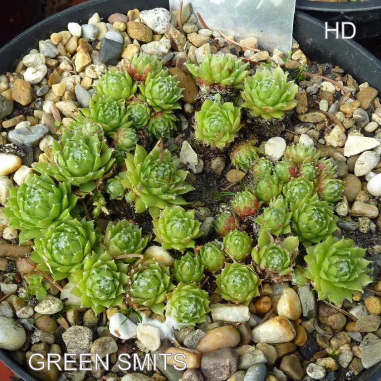 Green Smits