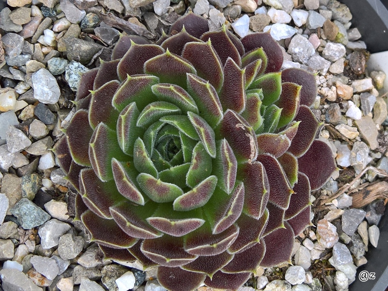 Palmira / Jovi