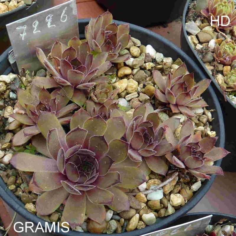 Gramis