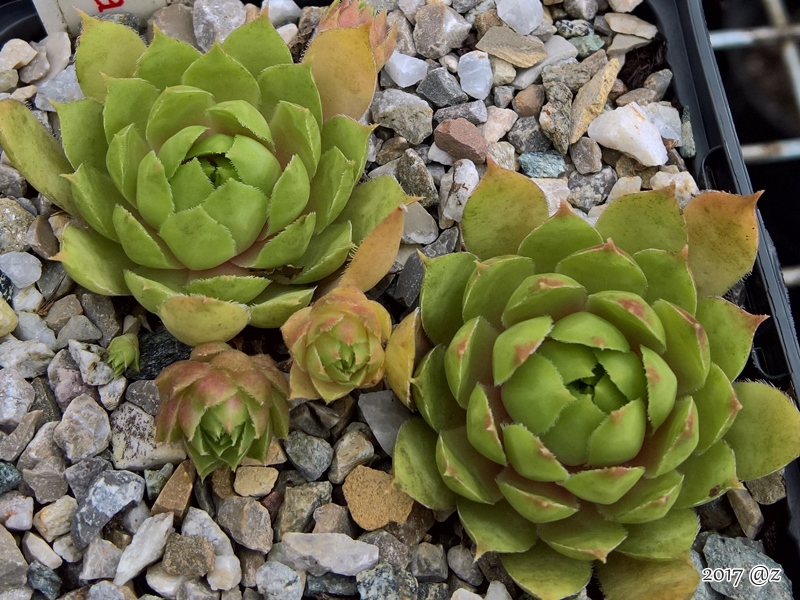 Green Caressa