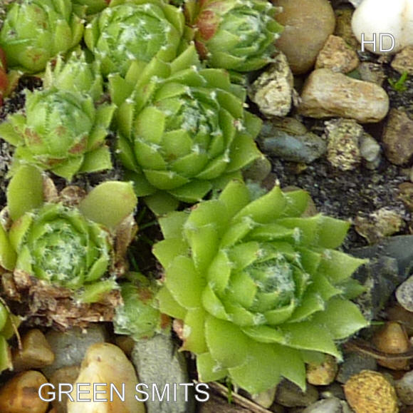 Green Smits