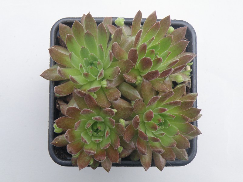 Gummibärchen