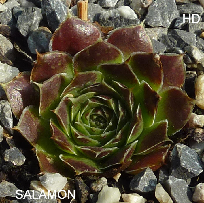 Salamon / Jovi