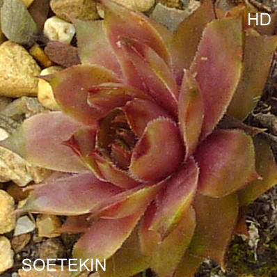 Soetekin