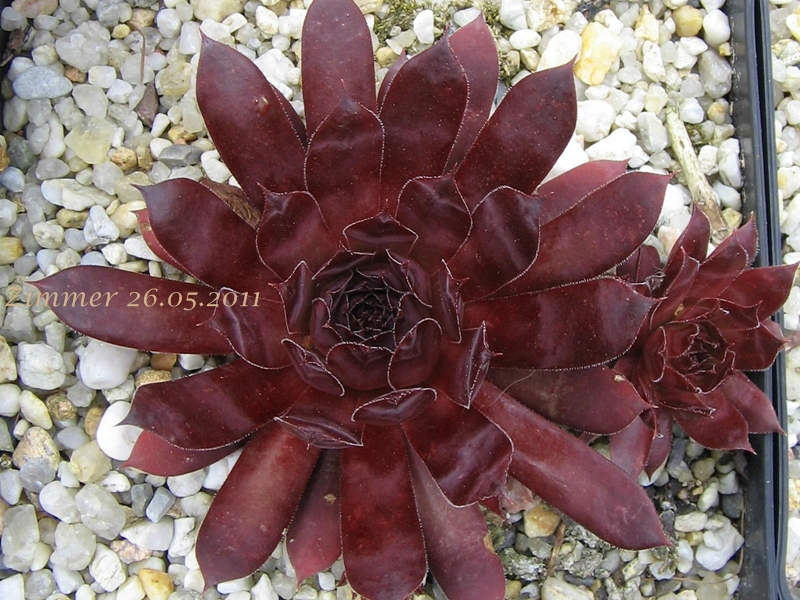 Pacific Wild Wine