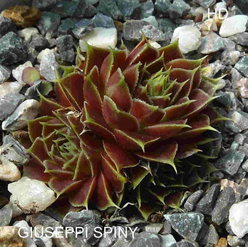 Giuseppi Spiny / Jovi