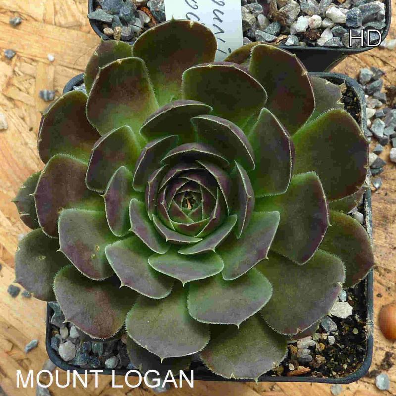 Mount Logan / Jovi