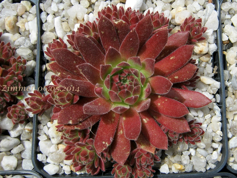 Gummibärchen