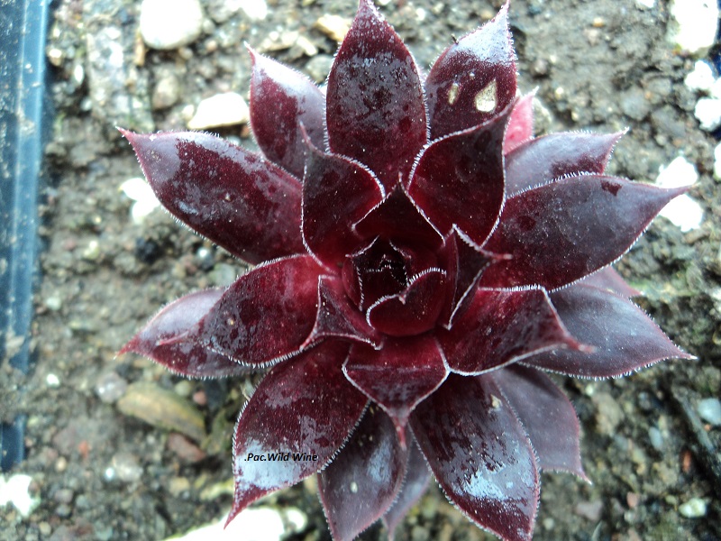 Pacific Wild Wine