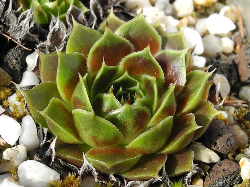 Giuseppi Spiny / Jovi