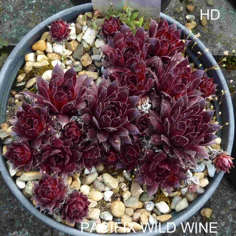Pacific Wild Wine