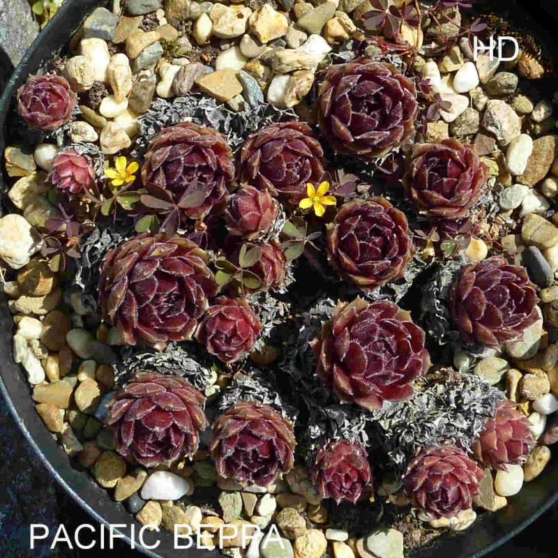 Pacific Beppa