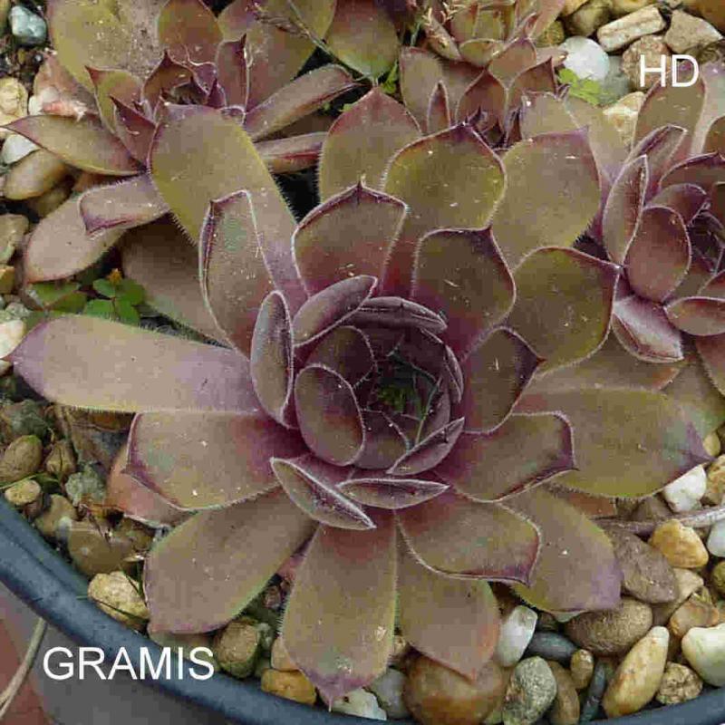 Gramis