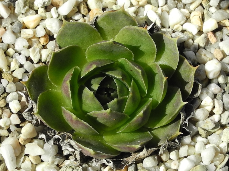 Green Horst Diehm / Jovi