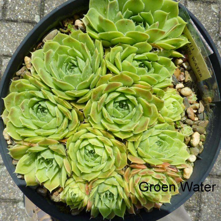 Groen Water / Jovi