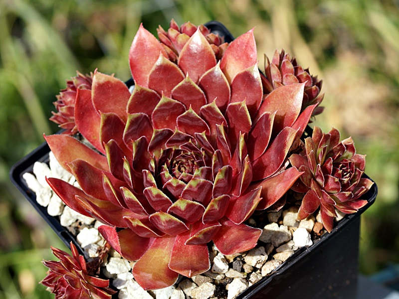 Red Dazzler