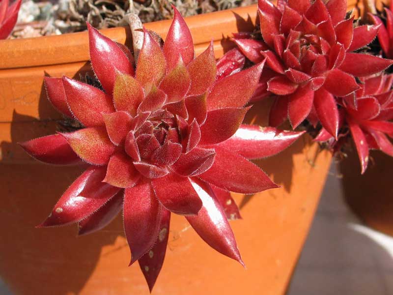Pacific Blazing Star