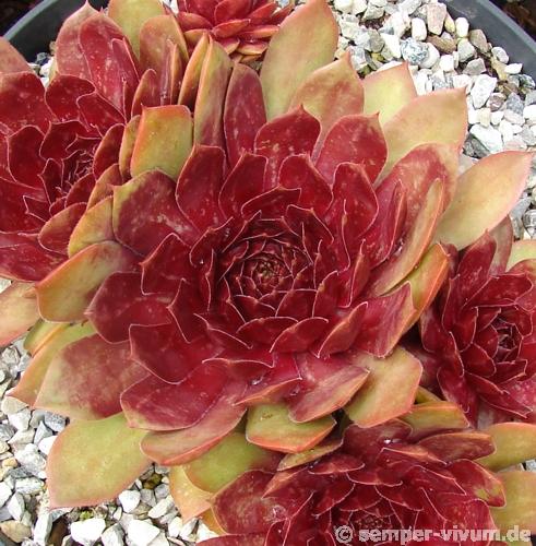 Red Dazzler
