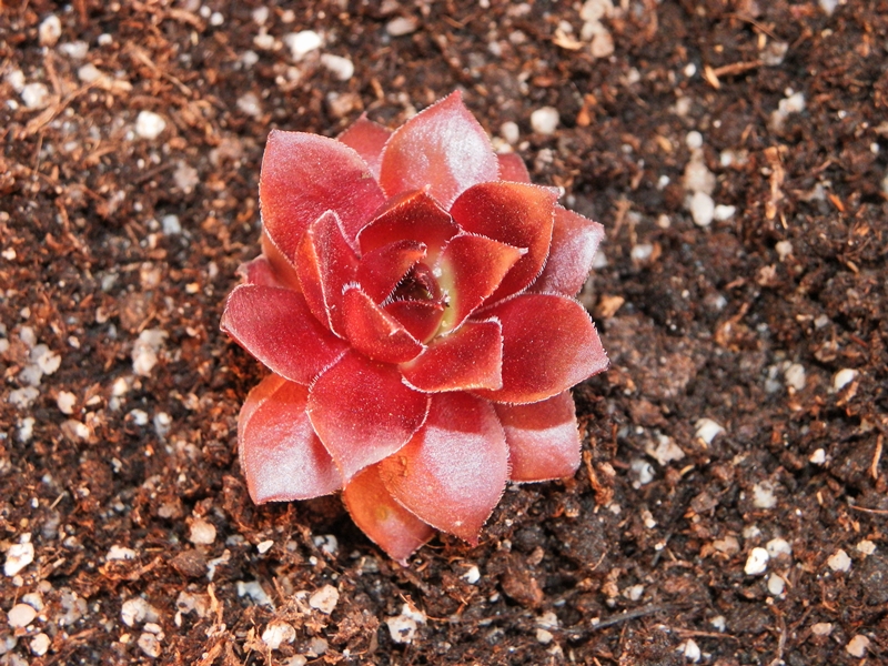 Red Dazzler