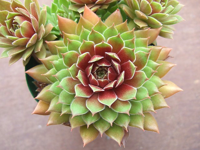 Pacific Blazing Star