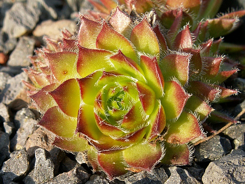 Sirius