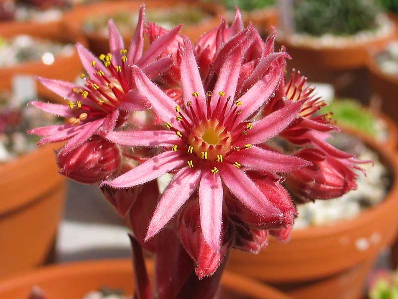 Pacific Blazing Star