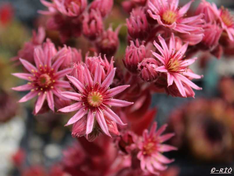 Pacific Blazing Star