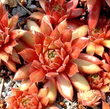 Pacific Blazing Star