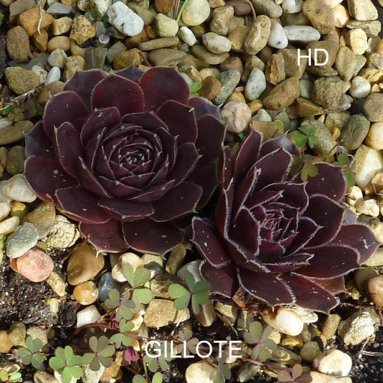 Gillote / Jovi