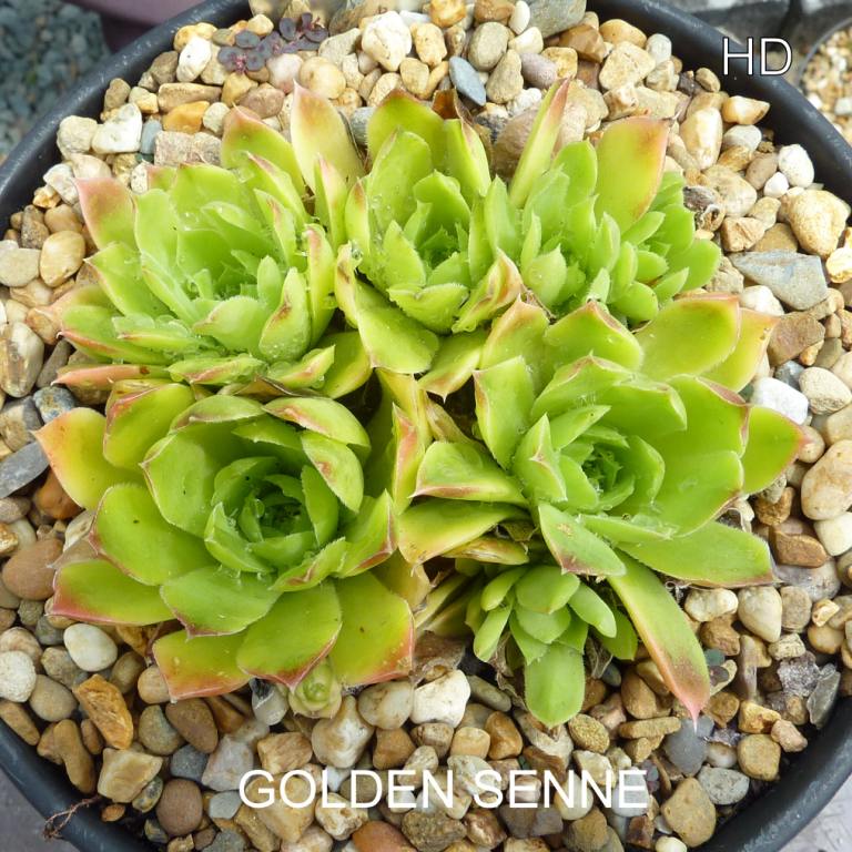 Golden Senne / Jovi