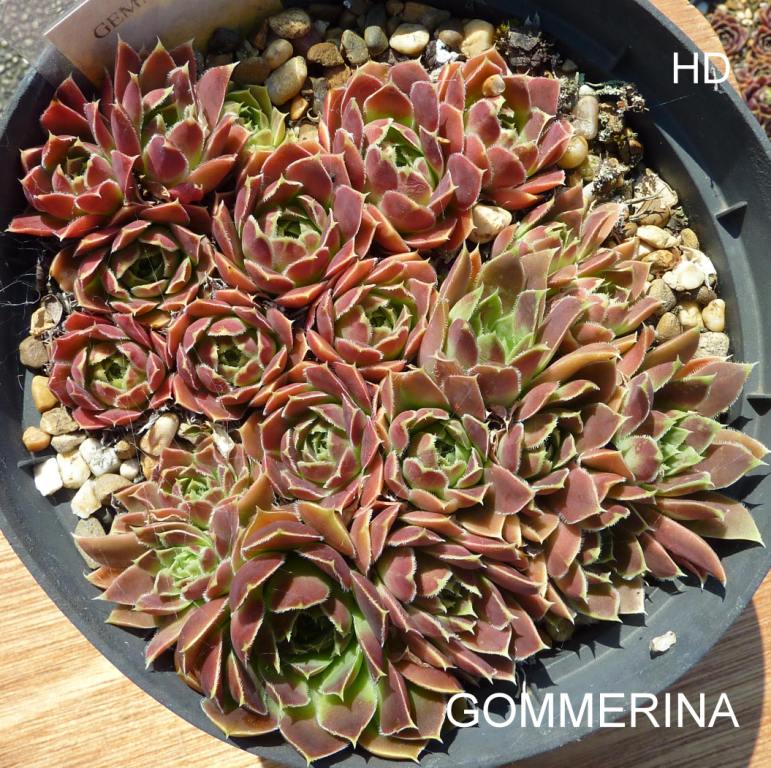 Gommerina / Jovi