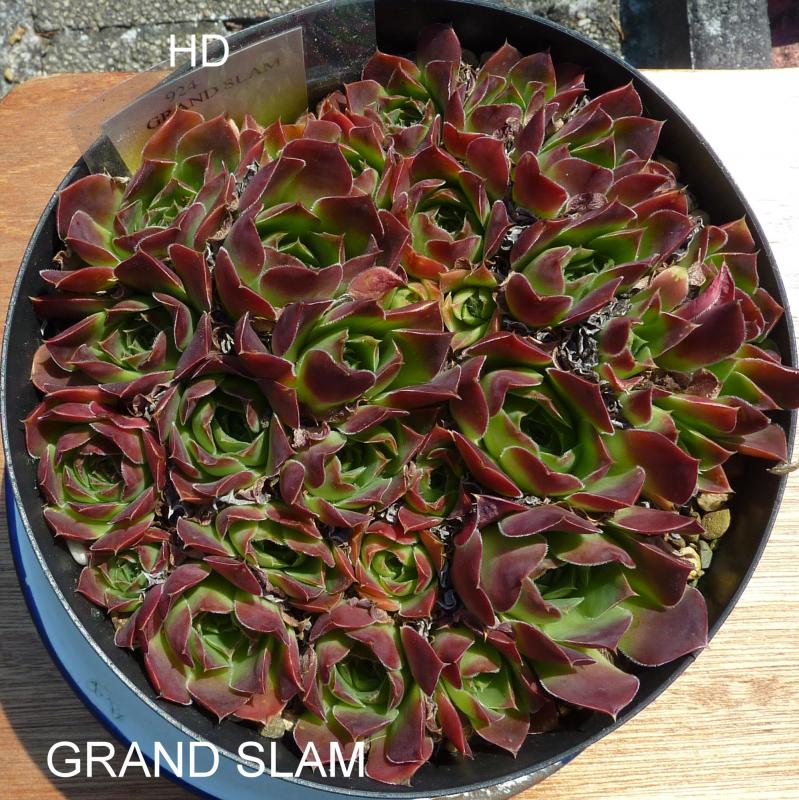 Grand Slam / Jovi
