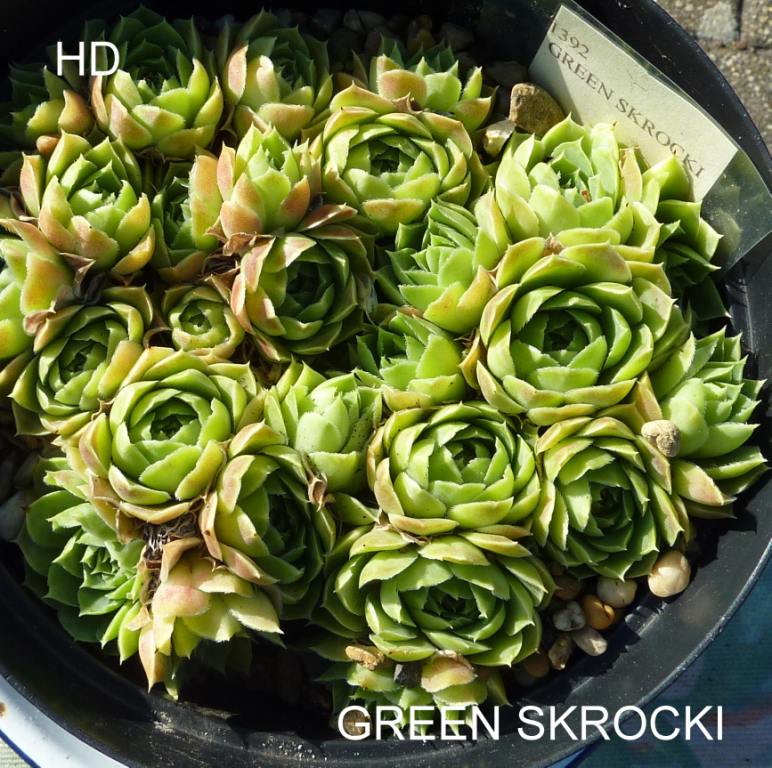 Green Skrocki / Jovi