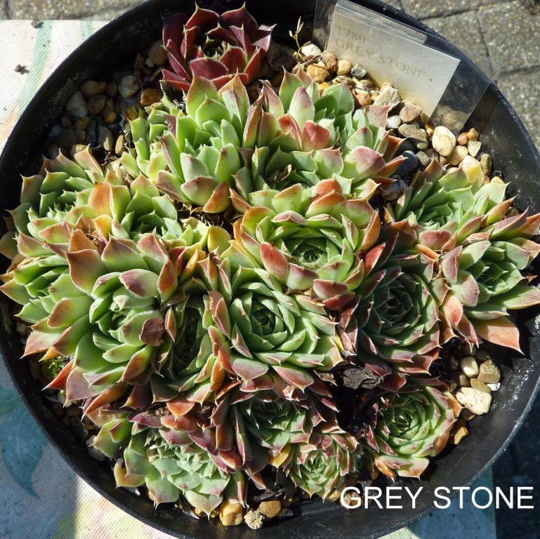 Grey-Stone / Jovi