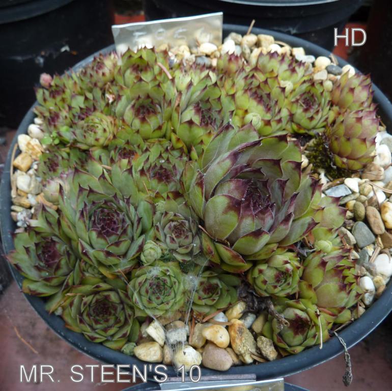 Mr. Steen's 10