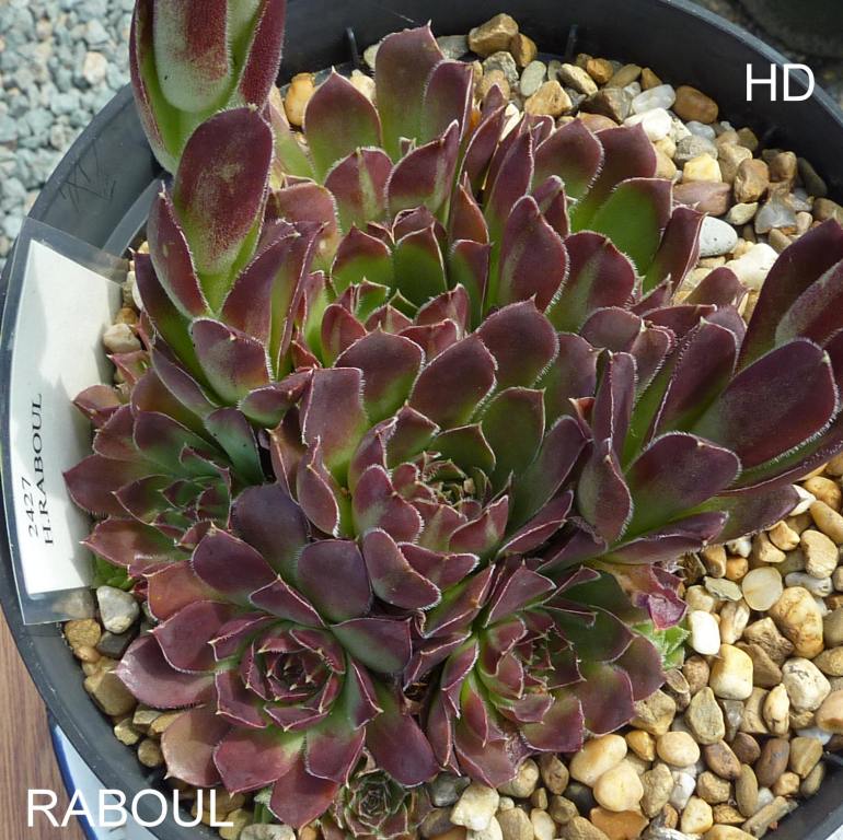 Raboul / Jovi