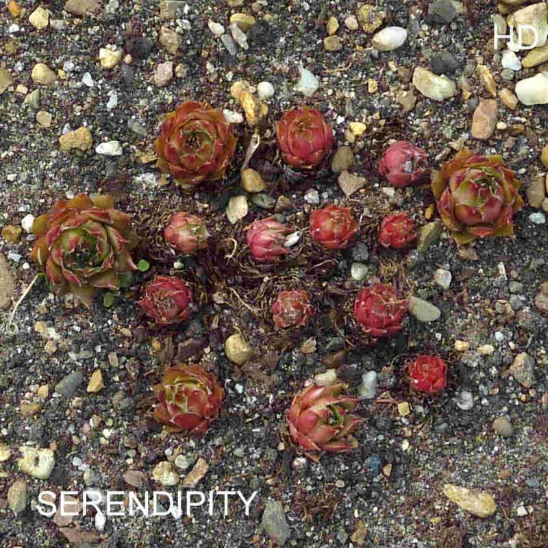 Serendipity