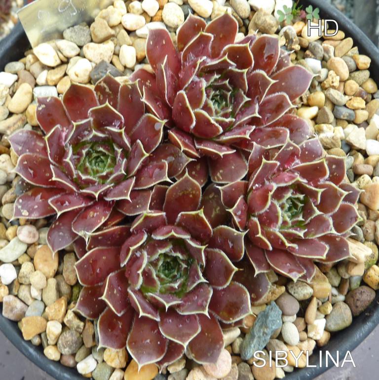 Sibylina / Jovi