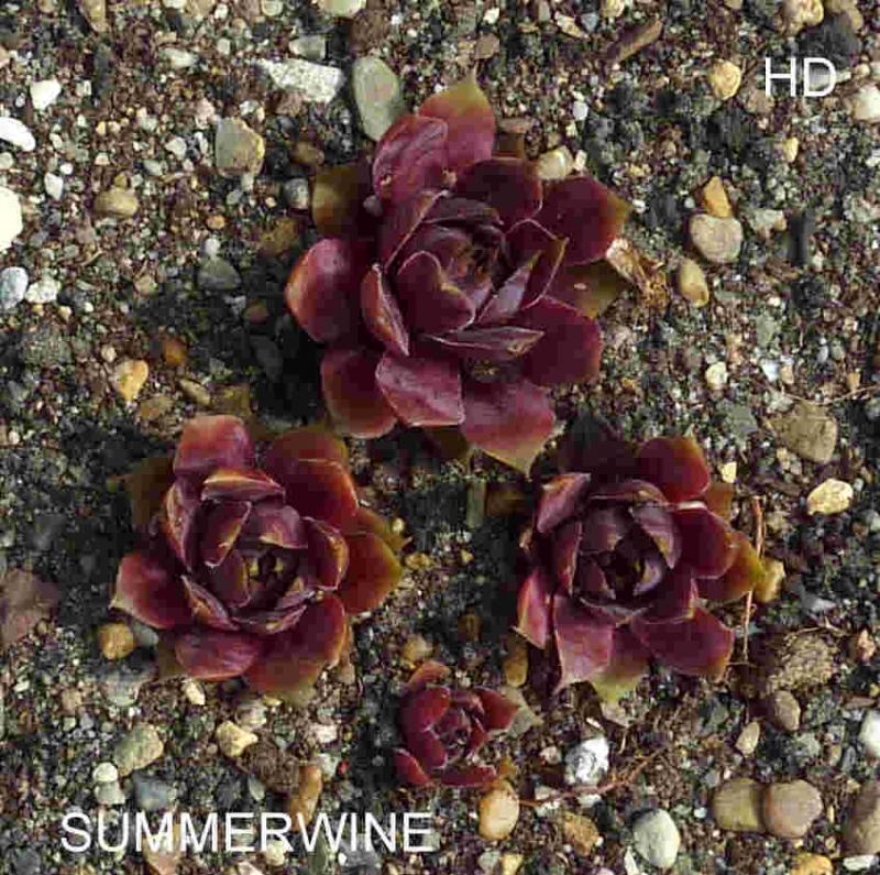 Summerwine