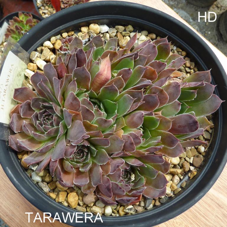 Tarawera / Jovi