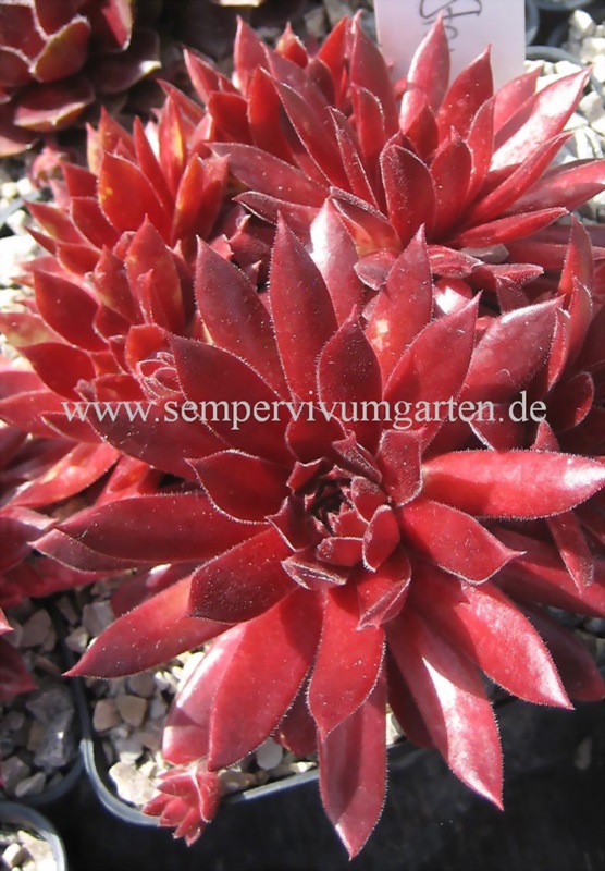Pacific Blazing Star
