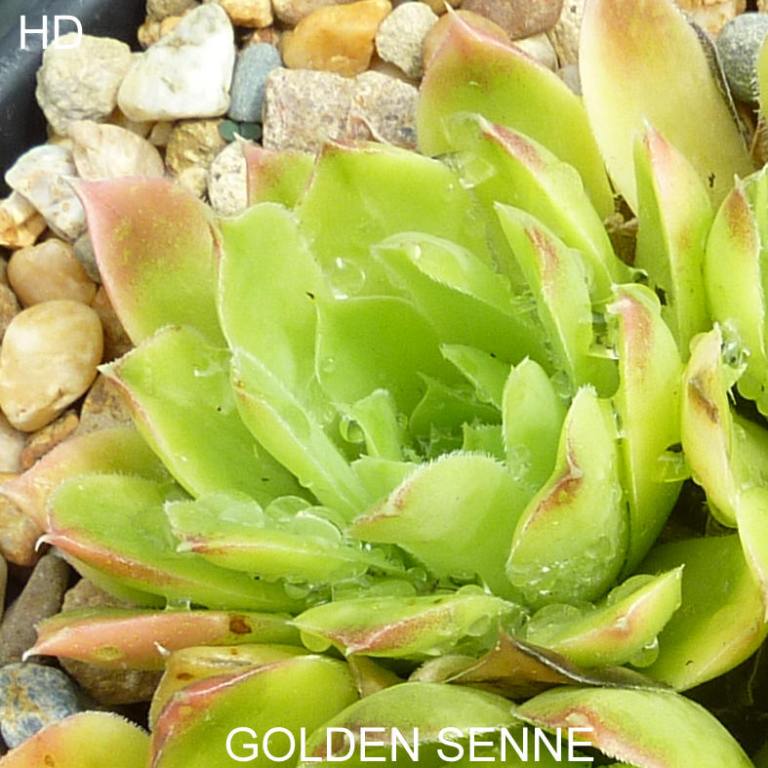 Golden Senne / Jovi