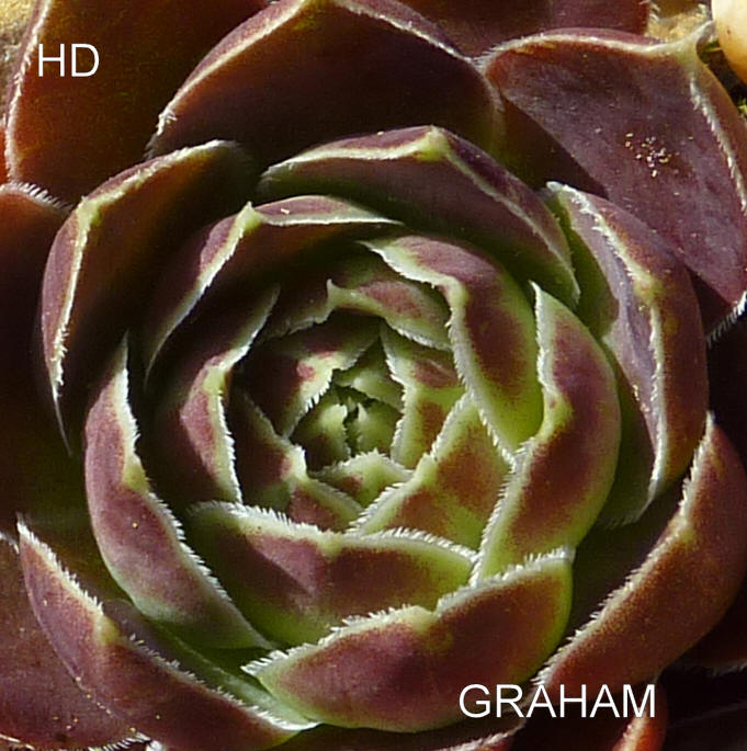 Graham / Jovi