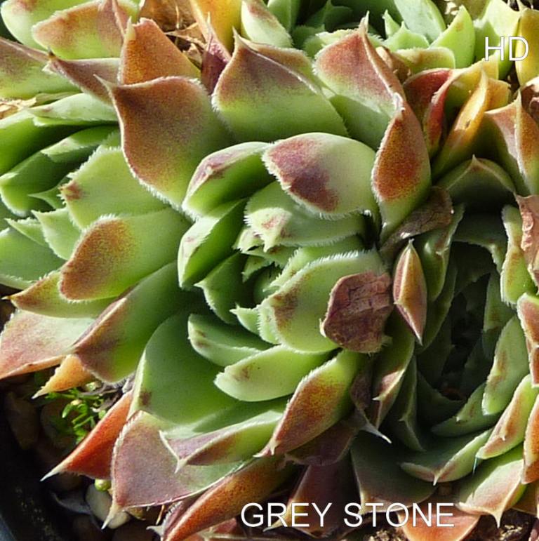 Grey-Stone / Jovi
