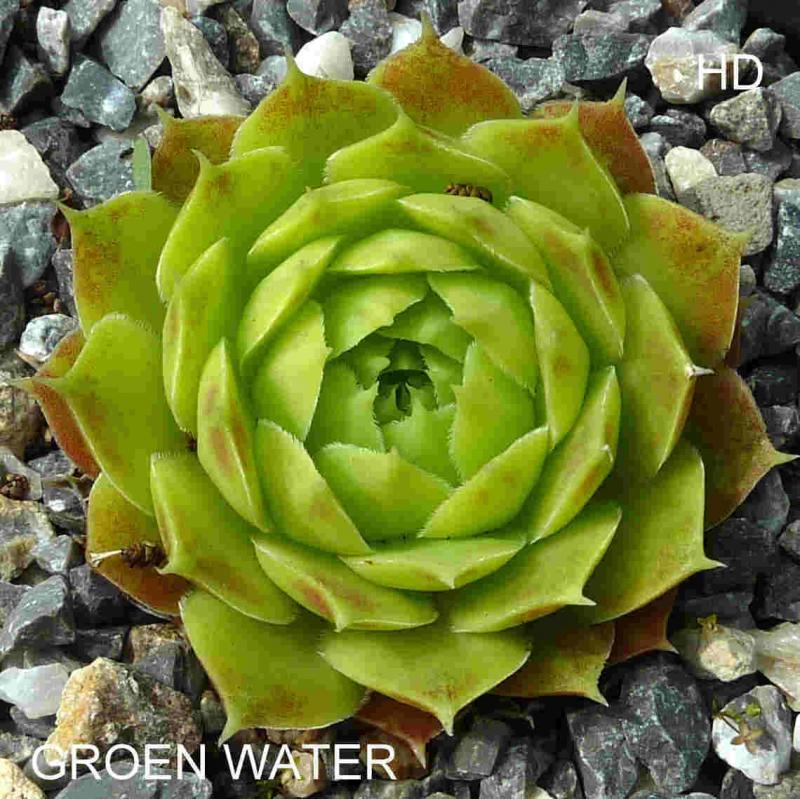 Groen Water / Jovi