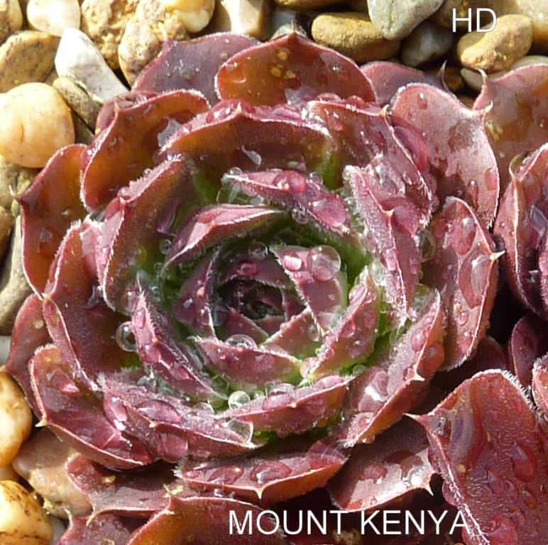 Mount Kenya / Jovi