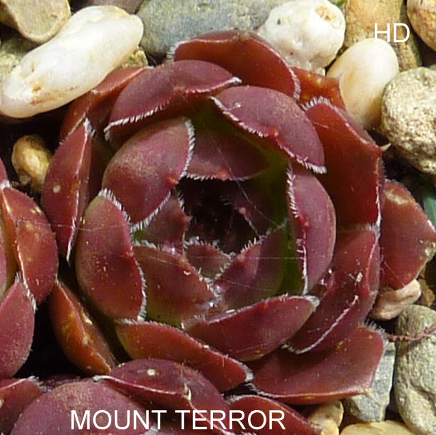 Mount Terror / Jovi